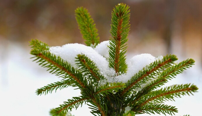 ​Ялинка засмердить весь будинок: комунальники знайшли оригінальний спосіб боротьби з вандалами