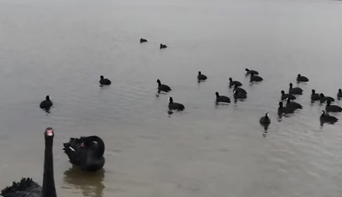На озеро в Киеве прилетели черные лебеди: почему специалисты обеспокоены, видео