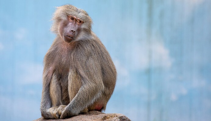 В Индии обезьяны устроили бойню, убив сотни щенков: видео