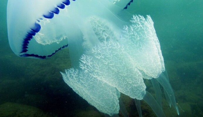 Соскучились? Под Одессой на берег выбросило тысячи медуз, видео