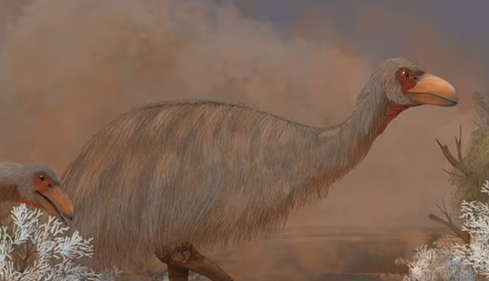 Убила экология: ученые в Австралии раскрыли секрет вымирания гигантских громовых птиц