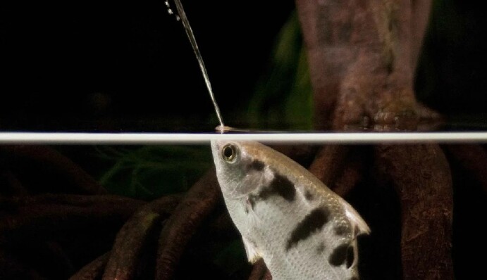 Ученые обнаружили у рыбы-лучника 