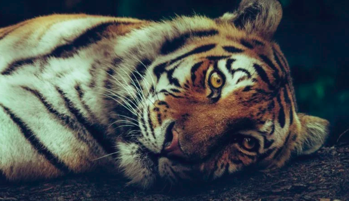 Тигр поможет справиться с любыми проблемами: назван самый везучий в 2022 году знак Зодиака