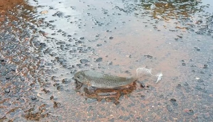 Хмарно, можливий рибний дощ: у США випали незвичайні 