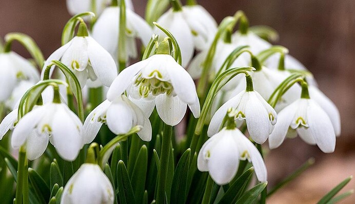 В Україні серед зими розцвіли перші проліски: фото