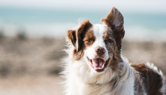 Паника и стресс: как животные страдают от праздничных салютов