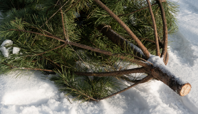 Привозять в упаковці: під Києвом утворився стихійний 