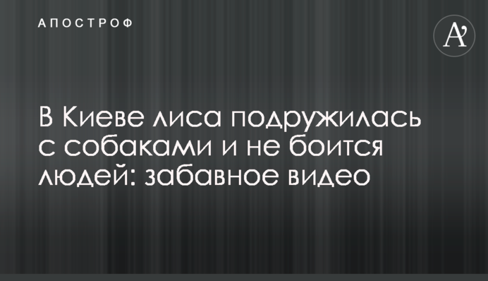 В Киеве лиса подружилась с собаками и не боится людей: забавное видео