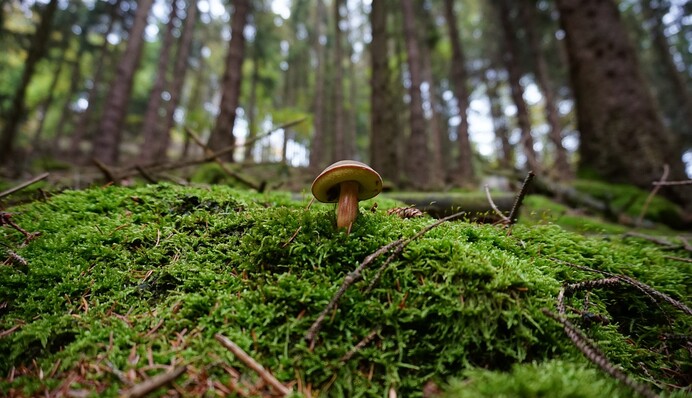 Грибники можуть розслабитися: які штрафи встановили для тих, хто завдає шкоди природі