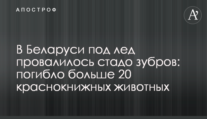 В Беларуси под лед провалилось стадо зубров: погибло больше 20 краснокнижных животных