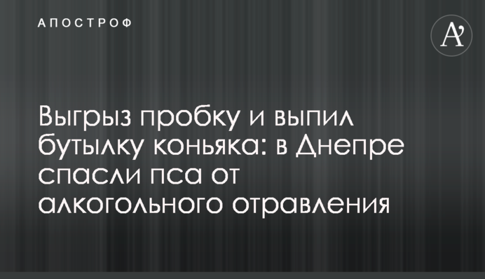 Выгрыз пробку и выпил бутылку коньяка: в Днепре спасли пса от алкогольного отравления