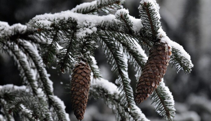 Справжня зима ще попереду: українцям розповіли про погоду у лютому