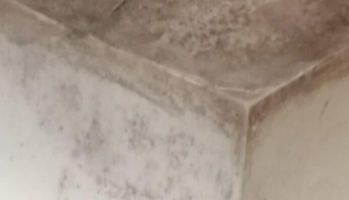 Потолки почернели от плесени: в сети показали жуткие фото  из киевской школы