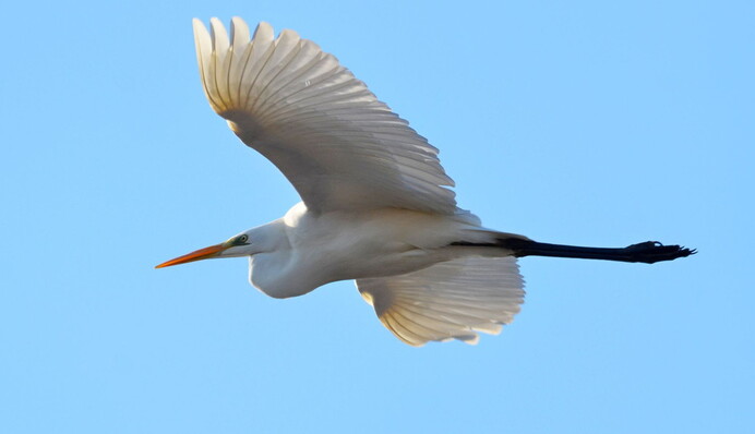 Рідко можна зустріти: у Чорнобилі помітили гарних птахів, фото