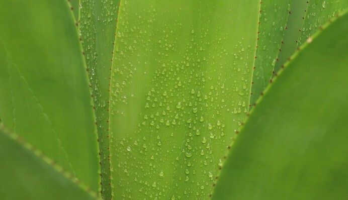 Всього 10 хвилин на день: лікар назвала рослину, яка уповільнює старість