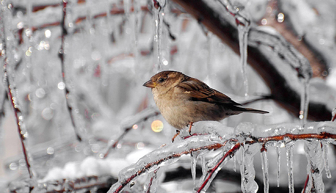 Когда в Украине спадут лютые морозы: названа дата