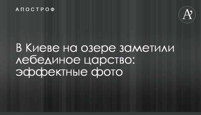 У Києві на озері помітили лебедине царство: ефектні фото
