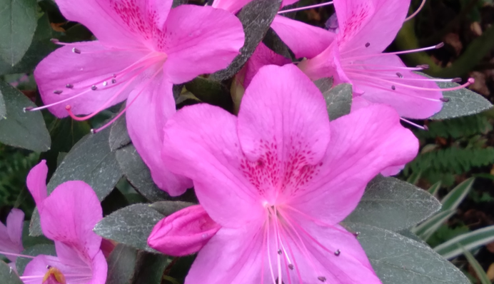 Переплутали зиму з весною: у Києві несподівано розквітли яскраві квіти, фото