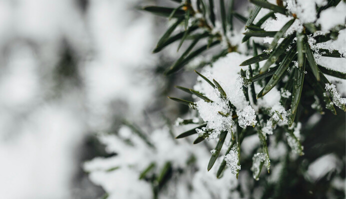 Снігопади будуть 9 днів поспіль: прогноз погоди у Києві до середини лютого