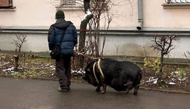 У Києві чоловік вигулював на повідку величезну свиню: фото