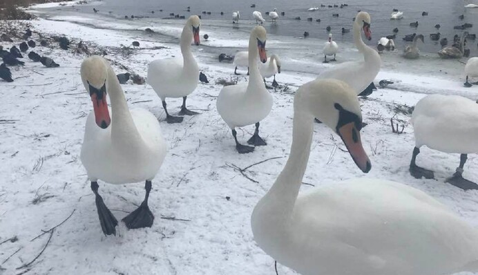 Лебединое царство в Киеве: как живут птицы и стоит ли опасаться за их
