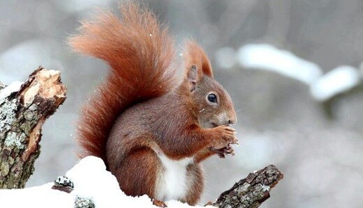Бувало й до 39 градусів морозу: українцям розповіли про погоду у лютому