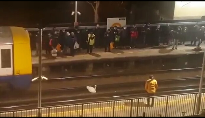 У Лондоні лебідь на півтори години паралізував роботу метро: фото і відео