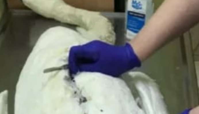 В киевском парке неизвестные застрелили лебедя: подробности и фото