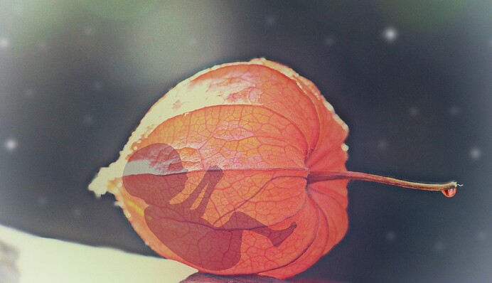 Лікарі відмовилися робити аборт: у Польщі сталася трагедія із вагітною подвійною жінкою