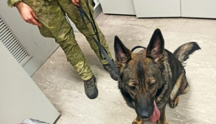 Службовий пес 