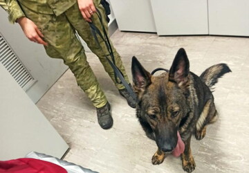 Службовий пес "унюхав" велику партію наркотичних пігулок у "Борисполі": фото та відео