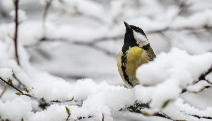 Снег по пояс и штормовой ветер: какой будет погода в начале недели
