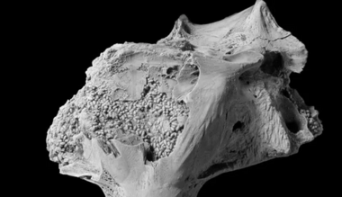 Ученые нашли череп рыбы с неожиданным сюрпризом внутри: фото