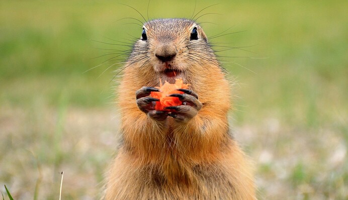 Какой будет весна в Украине: харьковский сурок Тимко дал прогноз