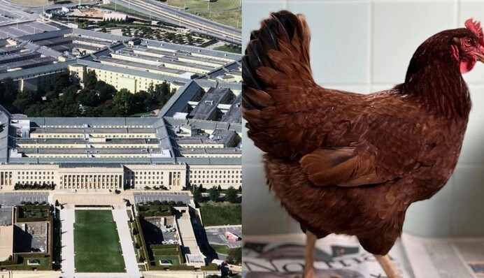 Суета в Пентагоне: служба безопасности задержала разъяренную курицу, фото