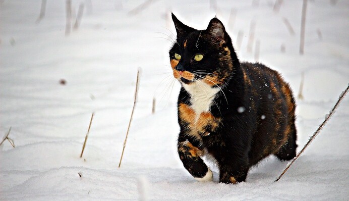 Зима закриває сезон: синоптик розповів про погоду в Україні на початок тижня