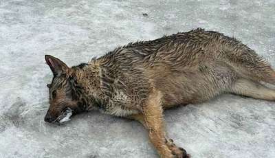 В Киеве опять активизировались догхантеры: фото