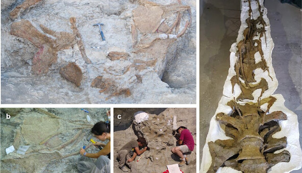 Гіганти вагою 14 тонн: у Європі знайшли останки нового виду динозаврів, фото