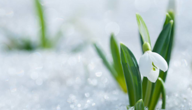 Захочется подснежников: синоптик дала прогноз погоды на выходные
