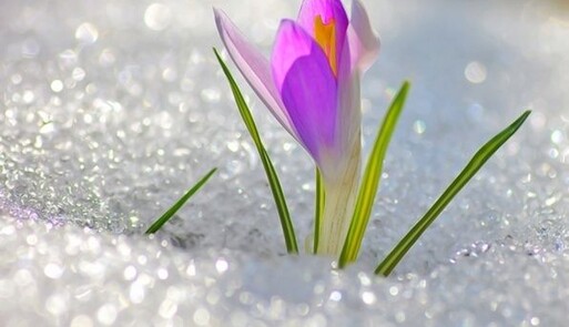 Весна дедалі відчутніша: в Україну йде нова хвиля потепління