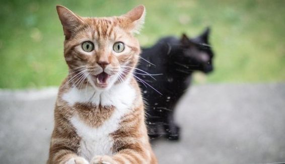 У Європі готуються відзначати День кота: історія свята та цікаві факти