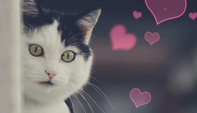 Прикольні картинки та фотожаби до Дня кота