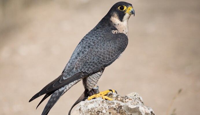 Сапсаны в неволе: отпустят ли редких птиц, изъятых в 