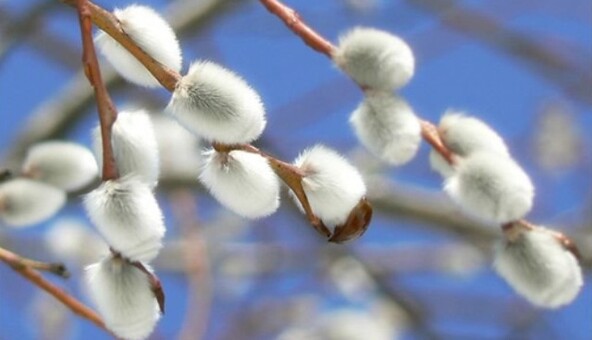 Разом із теплом прийдуть сильні грози: синоптик розповів про погоду навесні