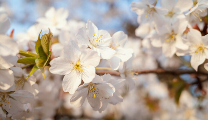 На сколько в Украине задержится аномальное тепло: синоптик дал "весенний" прогноз