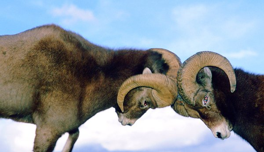Ідуть по життю, не оглядаючись: п'ять найнеслухняніших і впертих знаки Зодіаку