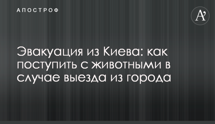 Евакуація з Києва: як вчинити з тваринами у разі виїзду із міста