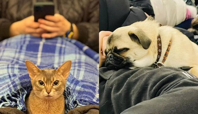 Не кинули друзів: як українці ховаються з домашніми улюбленцями в метро, зворушливі фото