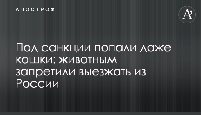 Под санкции попали даже кошки: животным запретили выезжать из России