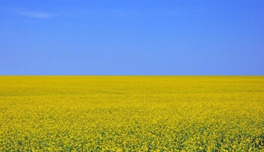 Украинским аграриям помогут финансово во время войны: что решили власти